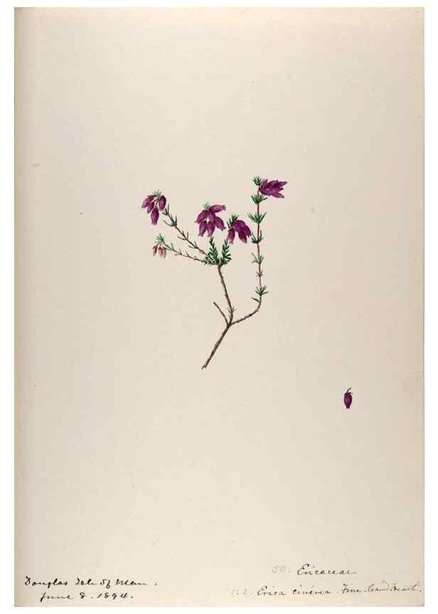 Reproducción/Reproduction 48792829532: [Water-color sketches of plants of North America and Europe]. . 