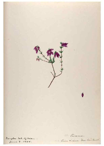 Reproducción/Reproduction 48792829532: [Water-color sketches of plants of North America and Europe]. . 
