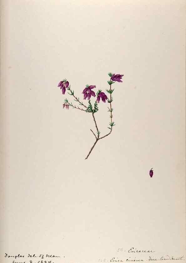 Reproducción/Reproduction 48792829532: [Water-color sketches of plants of North America and Europe]. . 