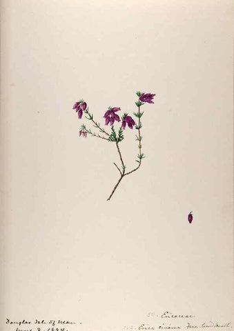 Reproducción/Reproduction 48792829532: [Water-color sketches of plants of North America and Europe]. . 
