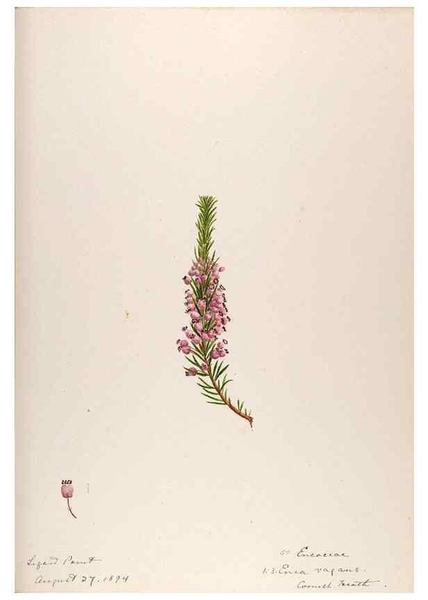 Reproducción/Reproduction 48792321543: [Water-color sketches of plants of North America and Europe]. . 