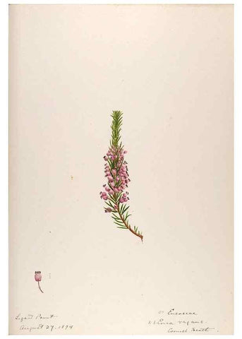 Reproducción/Reproduction 48792321543: [Water-color sketches of plants of North America and Europe]. . 