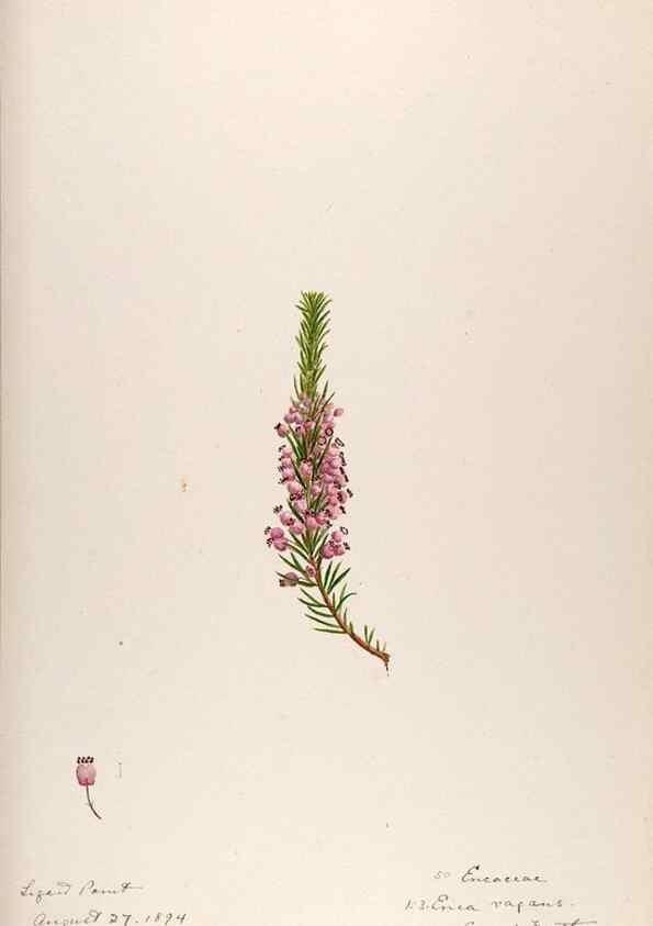 Reproducción/Reproduction 48792321543: [Water-color sketches of plants of North America and Europe]. . 