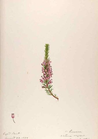Reproducción/Reproduction 48792321543: [Water-color sketches of plants of North America and Europe]. . 