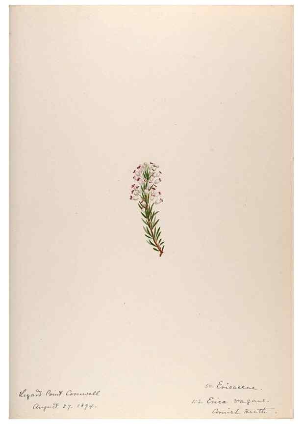 Reproducción/Reproduction 48792829852: [Water-color sketches of plants of North America and Europe]. . 