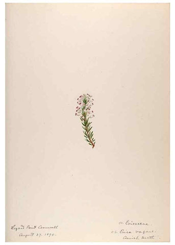 Reproducción/Reproduction 48792829852: [Water-color sketches of plants of North America and Europe]. . 