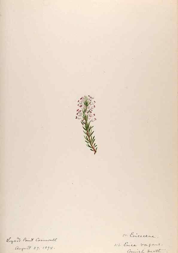 Reproducción/Reproduction 48792829852: [Water-color sketches of plants of North America and Europe]. . 