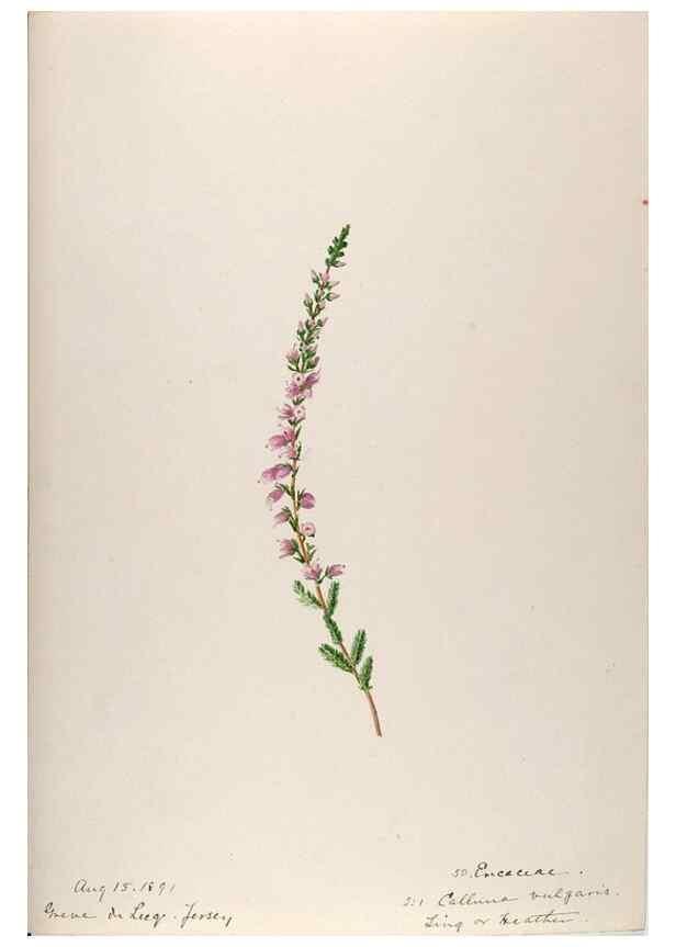 Reproducción/Reproduction 48792830012: [Water-color sketches of plants of North America and Europe]. . 