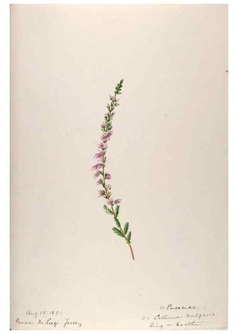 Reproducción/Reproduction 48792830012: [Water-color sketches of plants of North America and Europe]. . 