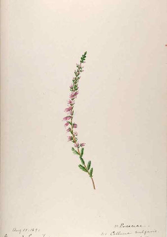 Reproducción/Reproduction 48792830012: [Water-color sketches of plants of North America and Europe]. . 