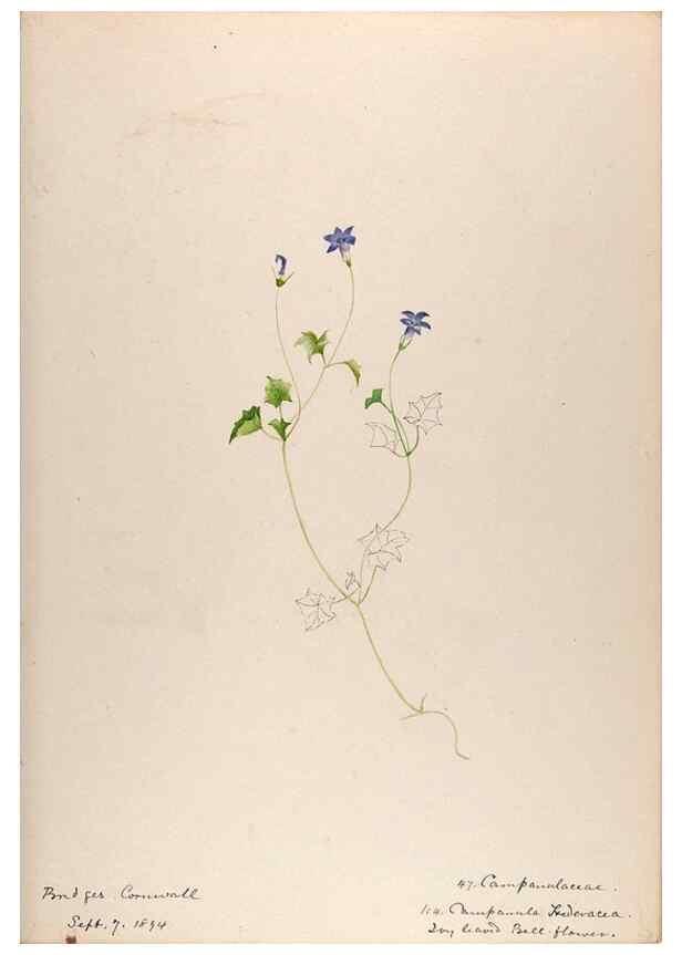 Reproducción/Reproduction 48792320473: [Water-color sketches of plants of North America and Europe]. . 