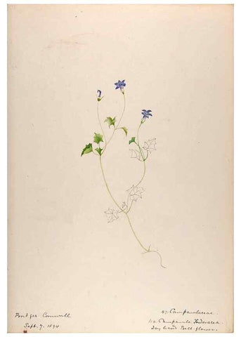 Reproducción/Reproduction 48792320473: [Water-color sketches of plants of North America and Europe]. . 