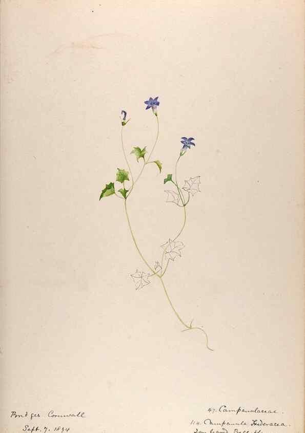 Reproducción/Reproduction 48792320473: [Water-color sketches of plants of North America and Europe]. . 