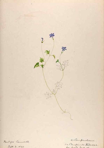 Reproducción/Reproduction 48792320473: [Water-color sketches of plants of North America and Europe]. . 