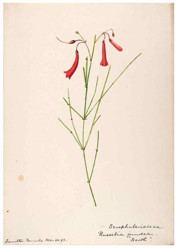 Reproducción/Reproduction 48792863007: [Water-color sketches of plants of North America and Europe]. . 