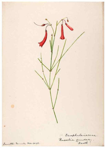 Reproducción/Reproduction 48792863007: [Water-color sketches of plants of North America and Europe]. . 