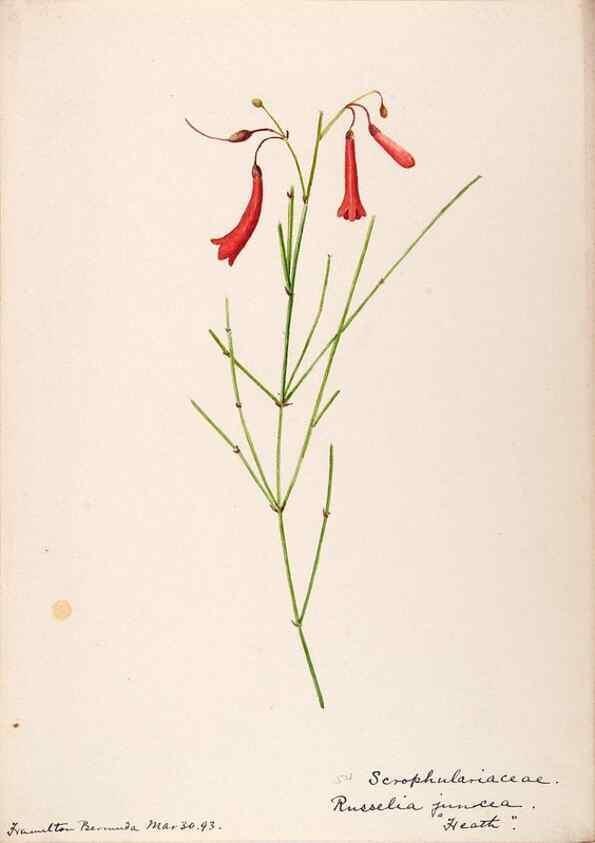 Reproducción/Reproduction 48792863007: [Water-color sketches of plants of North America and Europe]. . 