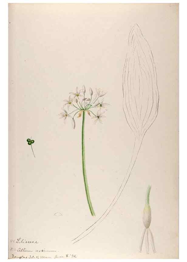 Reproducción/Reproduction 48792325893: [Water-color sketches of plants of North America and Europe]. . 