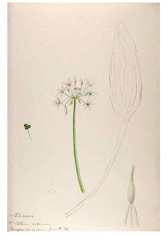 Reproducción/Reproduction 48792325893: [Water-color sketches of plants of North America and Europe]. . 