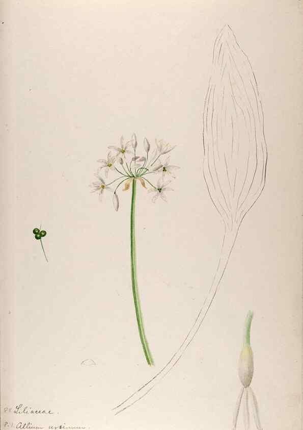 Reproducción/Reproduction 48792325893: [Water-color sketches of plants of North America and Europe]. . 