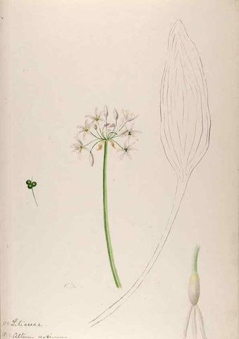 Reproducción/Reproduction 48792325893: [Water-color sketches of plants of North America and Europe]. . 