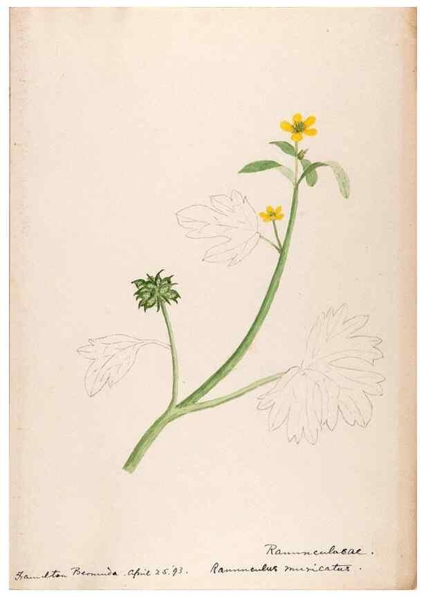 Reproducción/Reproduction 48792346038: [Water-color sketches of plants of North America and Europe]. . 