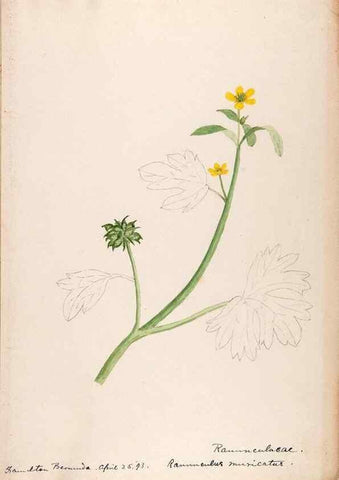 Reproducción/Reproduction 48792346038: [Water-color sketches of plants of North America and Europe]. . 