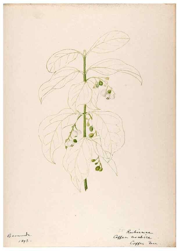 Reproducción/Reproduction 48792859362: [Water-color sketches of plants of North America and Europe]. . 