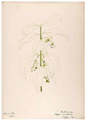 Reproducción/Reproduction 48792859362: [Water-color sketches of plants of North America and Europe]. . 