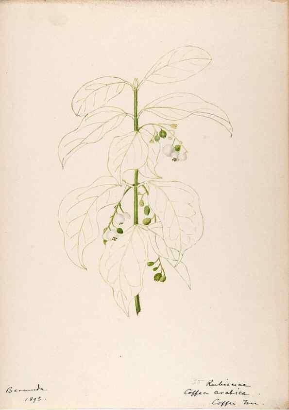 Reproducción/Reproduction 48792859362: [Water-color sketches of plants of North America and Europe]. . 