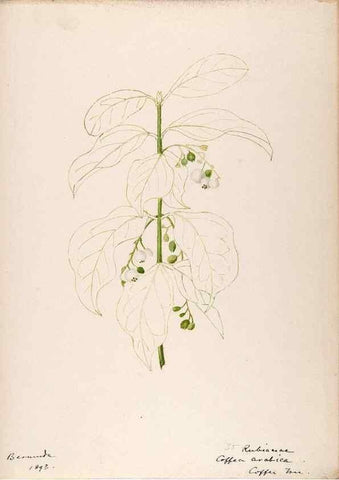 Reproducción/Reproduction 48792859362: [Water-color sketches of plants of North America and Europe]. . 