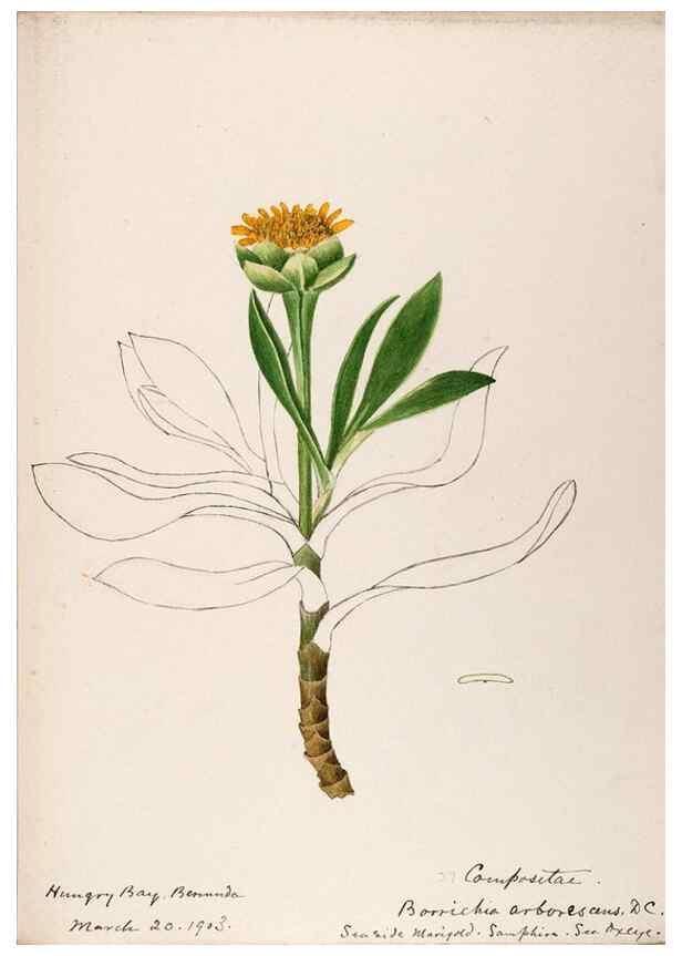 Reproducción/Reproduction 48792718491: [Water-color sketches of plants of North America and Europe]. . 