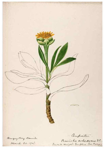 Reproducción/Reproduction 48792718491: [Water-color sketches of plants of North America and Europe]. . 