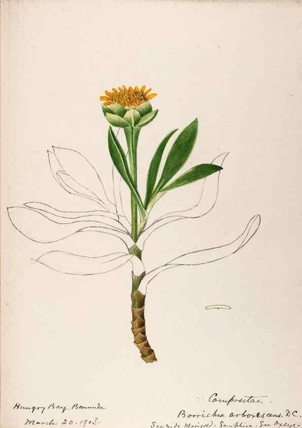 Reproducción/Reproduction 48792718491: [Water-color sketches of plants of North America and Europe]. . 