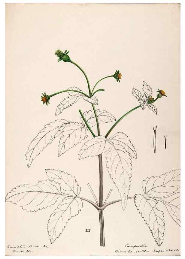 Reproducción/Reproduction 48792351468: [Water-color sketches of plants of North America and Europe]. . 