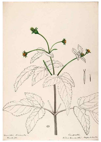 Reproducción/Reproduction 48792351468: [Water-color sketches of plants of North America and Europe]. . 