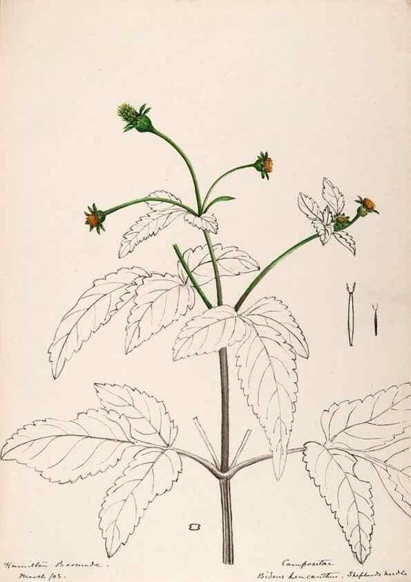 Reproducción/Reproduction 48792351468: [Water-color sketches of plants of North America and Europe]. . 