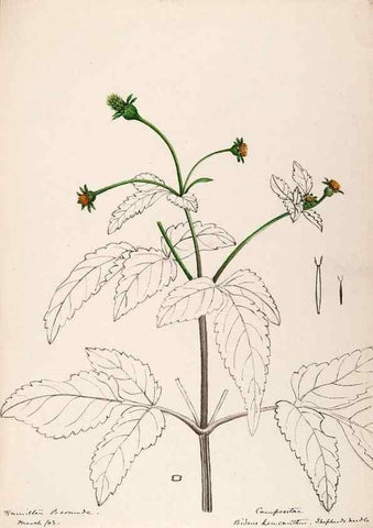 Reproducción/Reproduction 48792351468: [Water-color sketches of plants of North America and Europe]. . 