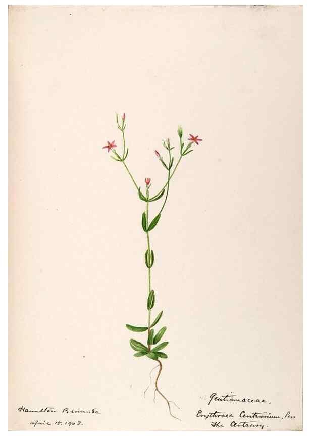 Reproducción/Reproduction 48792719021: [Water-color sketches of plants of North America and Europe]. . 