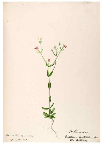 Reproducción/Reproduction 48792719021: [Water-color sketches of plants of North America and Europe]. . 