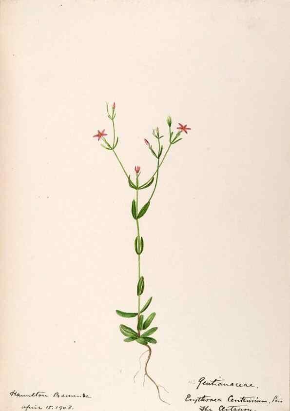 Reproducción/Reproduction 48792719021: [Water-color sketches of plants of North America and Europe]. . 