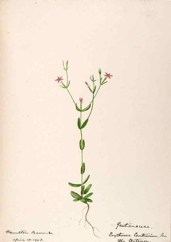 Reproducción/Reproduction 48792719021: [Water-color sketches of plants of North America and Europe]. . 