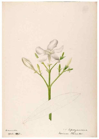 Reproducción/Reproduction 48792860342: [Water-color sketches of plants of North America and Europe]. . 