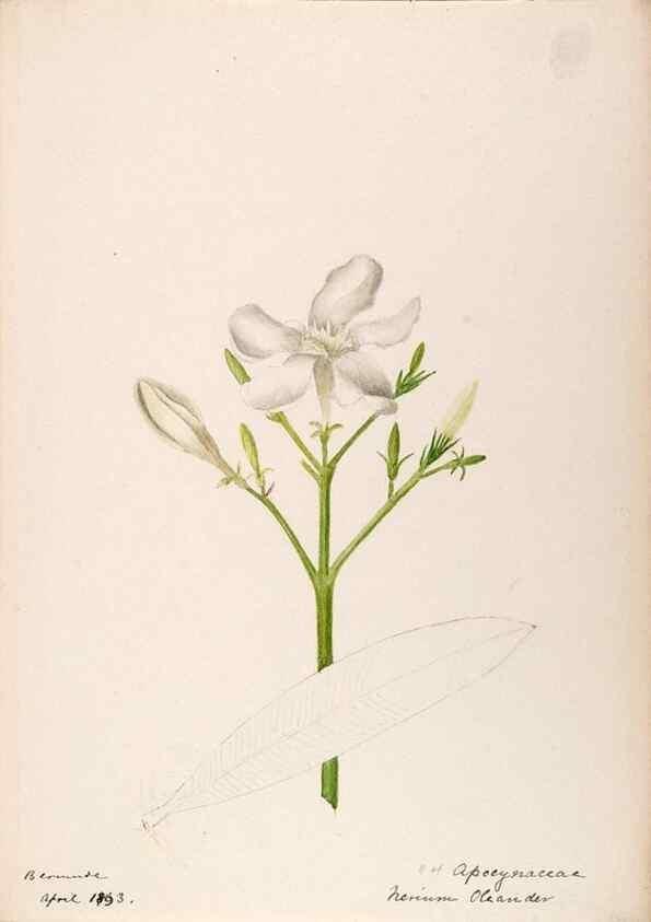 Reproducción/Reproduction 48792860342: [Water-color sketches of plants of North America and Europe]. . 