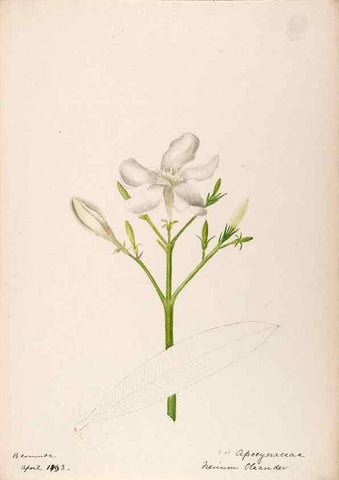 Reproducción/Reproduction 48792860342: [Water-color sketches of plants of North America and Europe]. . 