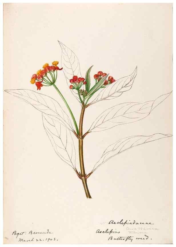 Reproducción/Reproduction 48792352193: [Water-color sketches of plants of North America and Europe]. . 