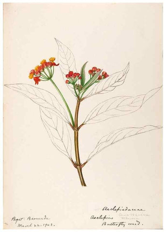 Reproducción/Reproduction 48792352193: [Water-color sketches of plants of North America and Europe]. . 