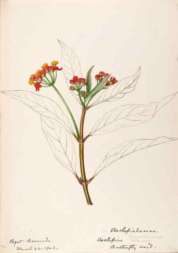 Reproducción/Reproduction 48792352193: [Water-color sketches of plants of North America and Europe]. . 