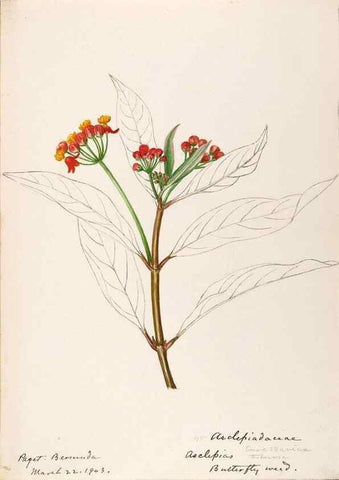 Reproducción/Reproduction 48792352193: [Water-color sketches of plants of North America and Europe]. . 