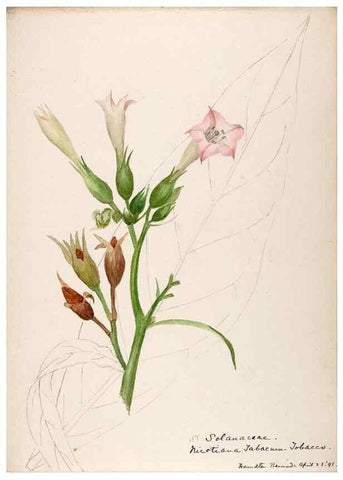 Reproducción/Reproduction 48792719561: [Water-color sketches of plants of North America and Europe]. . 